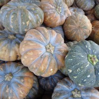 Cucurbita maxima Duchesne